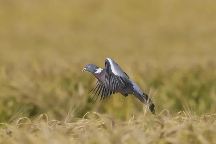 Framed Print : Common Wood Pigeon (Columba palumbus) landing in cornfield