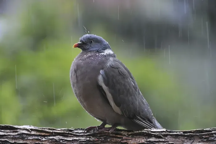Framed Print : Common Wood Pigeon (Columba palumbus) perched on branch in the pouring rain