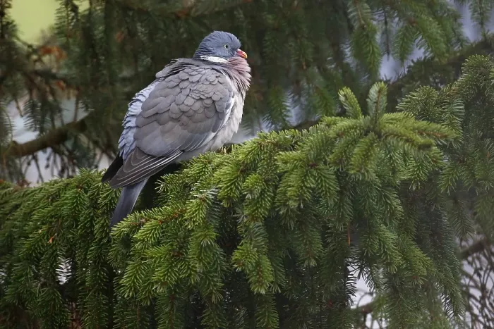 Framed Print : Common wood pigeon (Columba palumbus) sits in a spruce