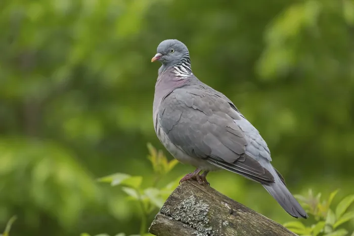 Framed Print : One common wood pigeon (Columba palumbus) standing on a fallen tree