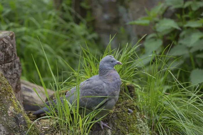 Framed Print : One common wood pigeon (Columba palumbus) standing on a fallen tree