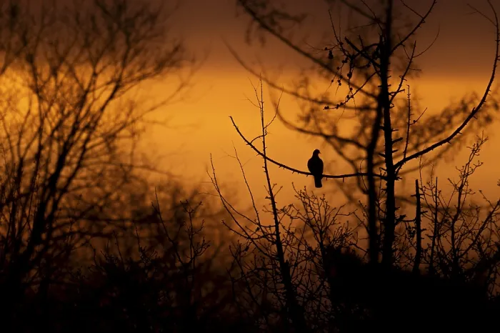 Framed Print : Common wood pigeon (Columba palumbus) at sunrise Framed Print : Common wood pigeon (Columba palumbus) at sunrise