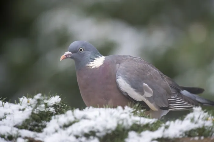 Framed Print : Common Wood Pigeon in the tree in snow