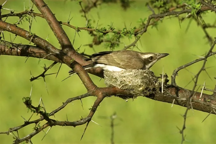 Framed Print : Common Wood Shrike, White-browed Wood Shrike