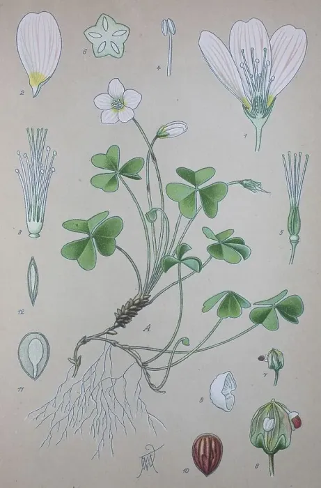 Framed Print : Common wood sorrel (Oxalis acetosella)