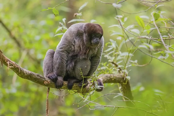 Framed Print : A common woolly monkey, brown woolly monkey Framed Print : A common woolly monkey, brown woolly monkey