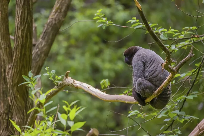 Framed Print : A common woolly monkey, brown woolly monkey Framed Print : A common woolly monkey, brown woolly monkey