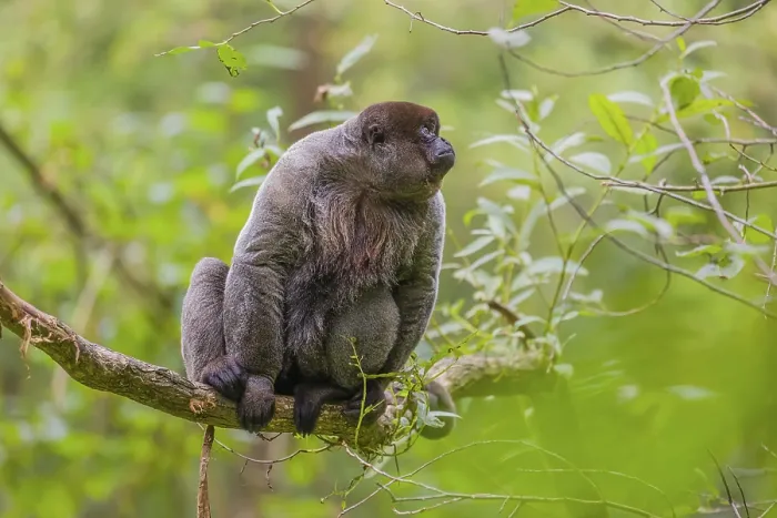 Framed Print : A common woolly monkey, brown woolly monkey Framed Print : A common woolly monkey, brown woolly monkey