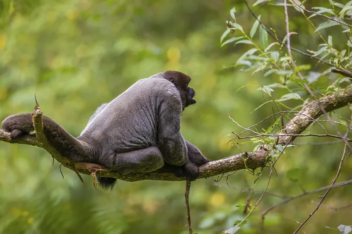 Framed Print : A common woolly monkey, brown woolly monkey Framed Print : A common woolly monkey, brown woolly monkey