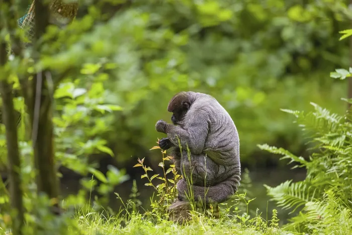 Framed Print : A common woolly monkey, brown woolly monkey