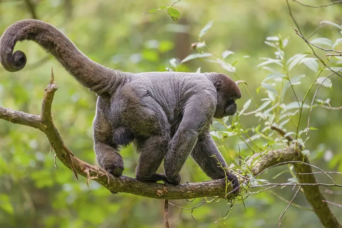 Framed Print : A common woolly monkey, brown woolly monkey