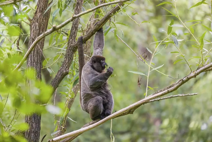 Framed Print : A common woolly monkey, brown woolly monkey Framed Print : A common woolly monkey, brown woolly monkey