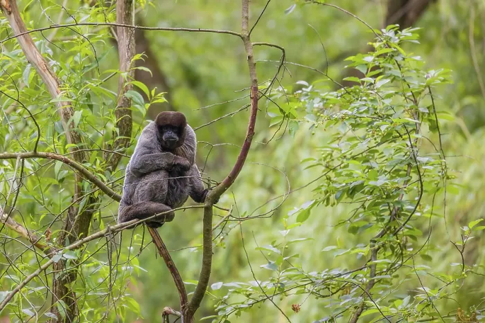 Framed Print : A common woolly monkey, brown woolly monkey Framed Print : A common woolly monkey, brown woolly monkey