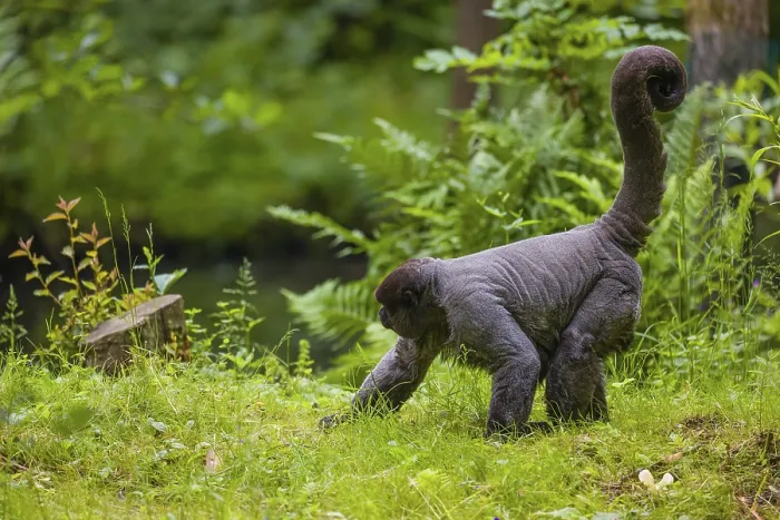 Framed Print : A common woolly monkey, brown woolly monkey