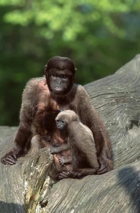 Framed Print : Common Woolly Monkeys (Lagothrix lagotricha)