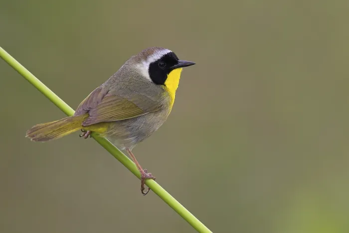 Framed Print : Common Yellowthroat (Geothlypis trichas) Framed Print : Common Yellowthroat (Geothlypis trichas)