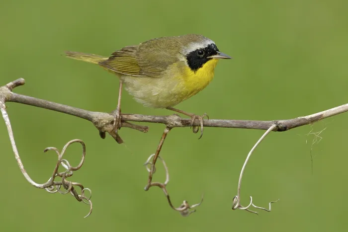 Framed Print : Common Yellowthroat (Geothlypis trichas)