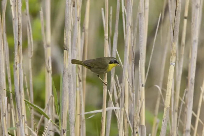 Framed Print : Common Yellowthroat (Geothlypis trichas)