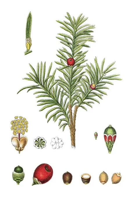Framed Print : Common yew tree (Taxus baccata) Framed Print : Common yew tree (Taxus baccata)