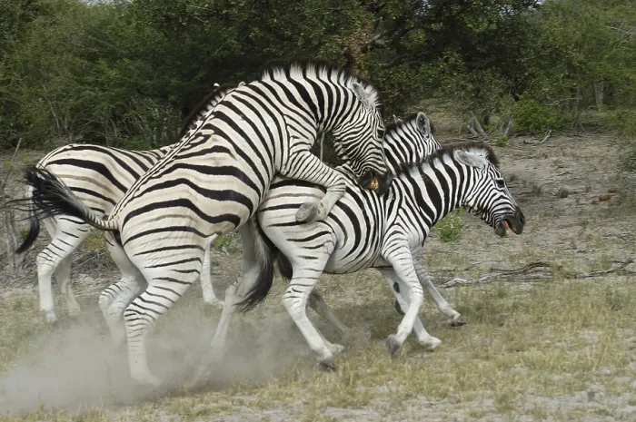 Framed Print : Common Zebra (Equus burchellii) Framed Print : Common Zebra (Equus burchellii)