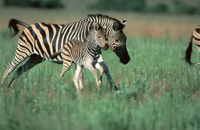 Framed Print : Common Zebras, mare with foal, Pilanesberg Park