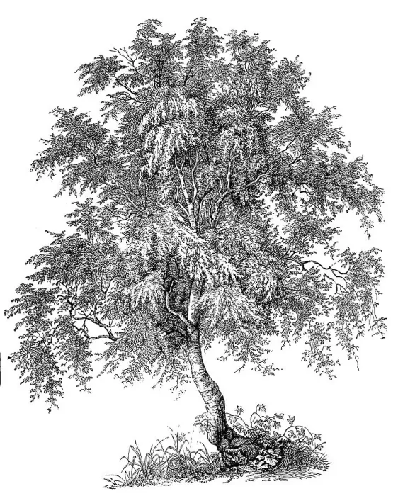 Framed Print : Commonly known as downy birch, warty birch Framed Print : Commonly known as downy birch, warty birch