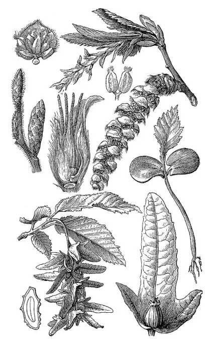 Framed Print : Commonly known as hornbeam (Carpinus betulus)
