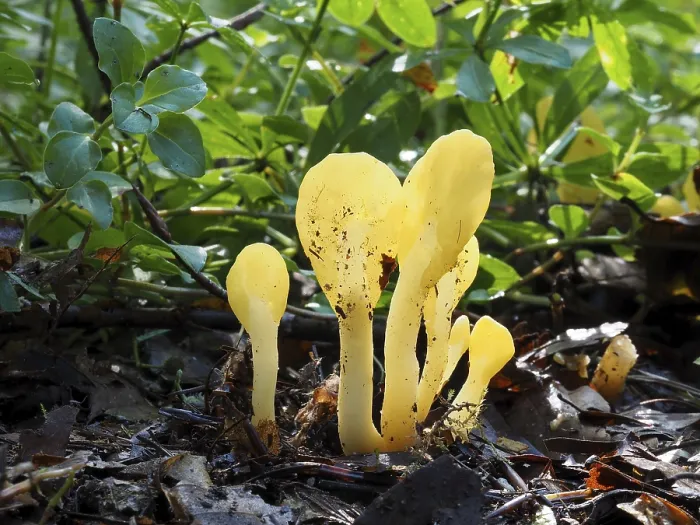 Framed Print : commonly known as the yellow earth tongue (Spathularia flavida) Framed Print : commonly known as the yellow earth tongue (Spathularia flavida)