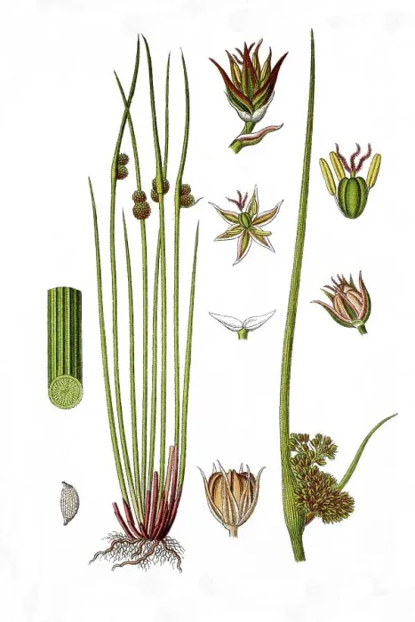 Framed Print : Compact rush (Juncus conglomeratus) Framed Print : Compact rush (Juncus conglomeratus)