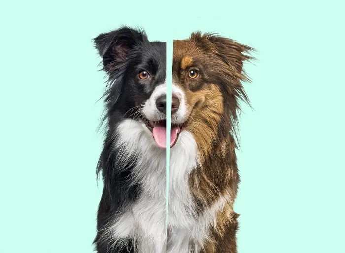 Framed Print : Comparison between black and white Border collie and an other red tri-color Framed Print : Comparison between black and white Border collie and an other red tri-color
