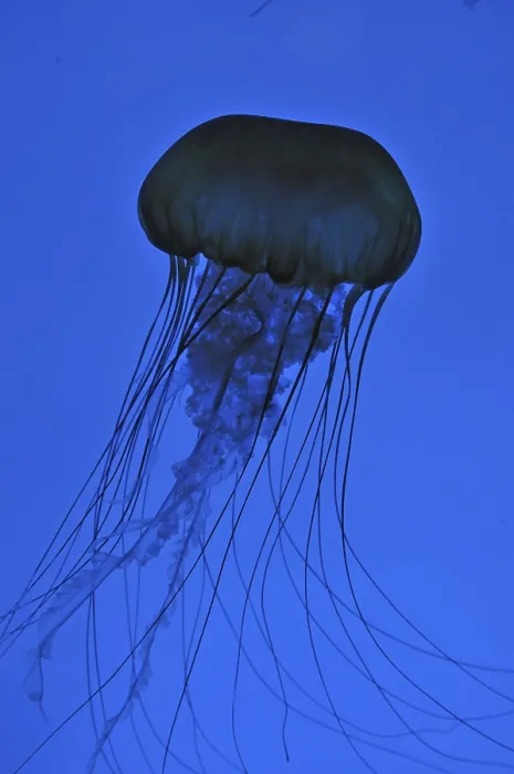 Framed Print : Compass jellyfish (Chrysaora fuscescens) Framed Print : Compass jellyfish (Chrysaora fuscescens)