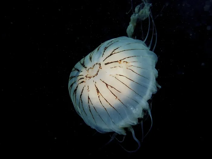 Framed Print : Compass jellyfish (Chrysaora hysoscella) against a dark background