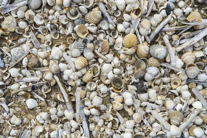 Framed Print : Complete and fragmented shells washed ashore on wrack zone