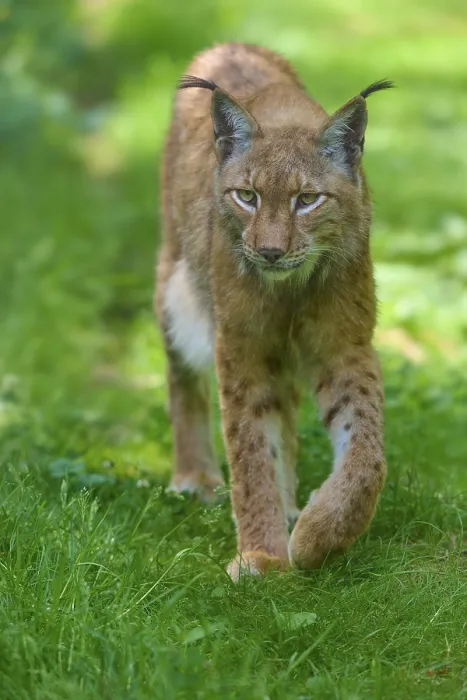 Framed Print : A concentrated lynx roams through the green grass in the forest with a focused eye Framed Print : A concentrated lynx roams through the green grass in the forest with a focused eye