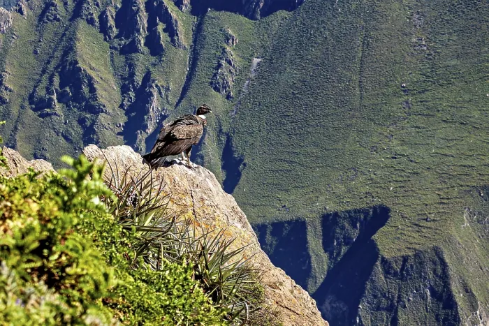 Framed Print : Condor sits majestically on a rock with a wide view over green mountains