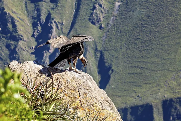 Framed Print : A condor spreads its wings on a rock in a green mountain landscape