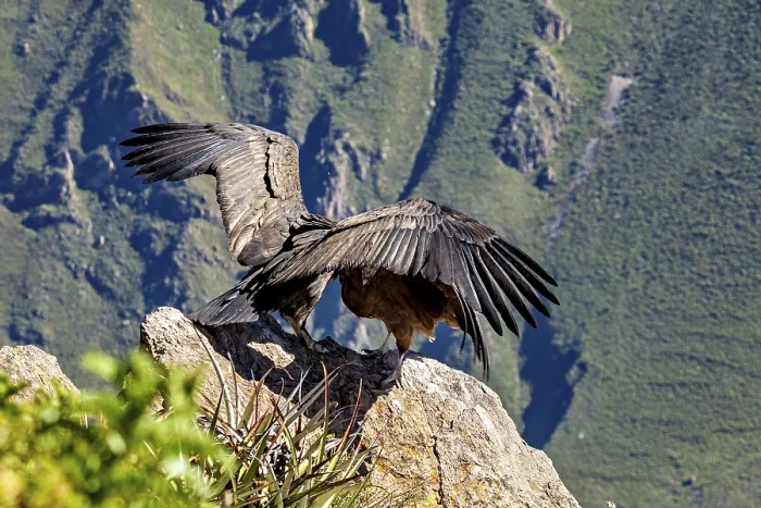 Framed Print : Condors with outspread wings on a rock in front of a mountain background