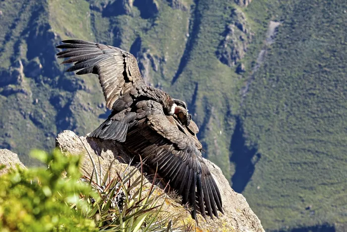 Framed Print : Condors with outstretched wings on a rock in front of a green mountain landscape