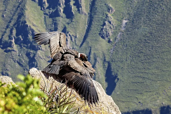 Framed Print : Two condors on rocks with folded wings in front of a mountain backdrop