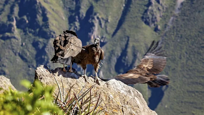 Framed Print : Two condors over rocks in a mountain landscape with outstretched wings