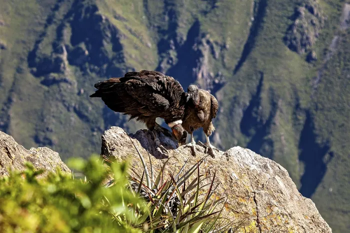 Framed Print : Condors on rocks in a mountainous environment with green plants in the foreground Framed Print : Condors on rocks in a mountainous environment with green plants in the foreground