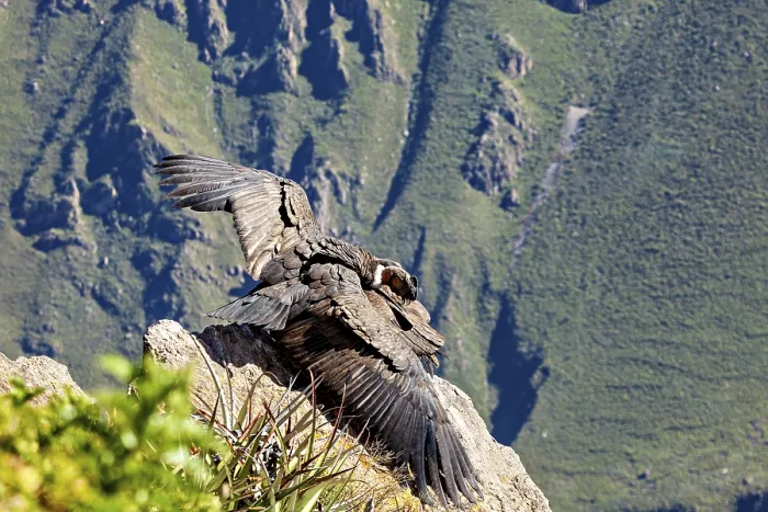 Framed Print : Condors on rocks with outstretched wings in front of green mountains