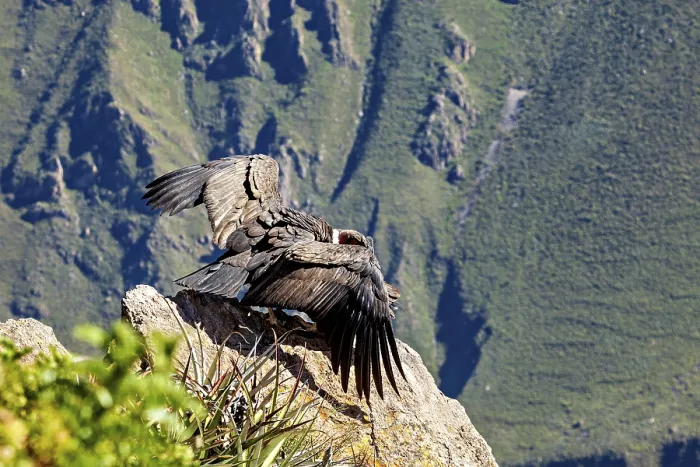 Framed Print : Condors on rocks with outstretched wings in front of a mountain landscape Framed Print : Condors on rocks with outstretched wings in front of a mountain landscape