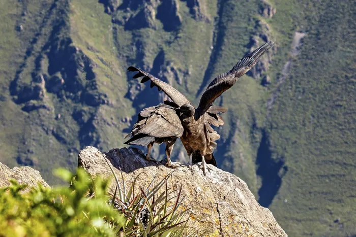 Framed Print : Condors on rocks during wing lifting in front of a mountain backdrop Framed Print : Condors on rocks during wing lifting in front of a mountain backdrop