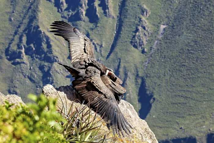 Framed Print : Two condors on rocks with wings moving in front of the mountain landscape Framed Print : Two condors on rocks with wings moving in front of the mountain landscape