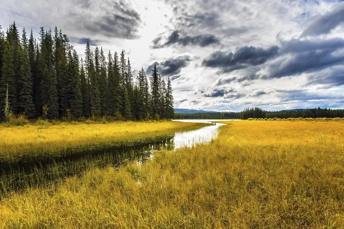 Framed Print : Coniferous evergreen forest among shallow lakes and swamps