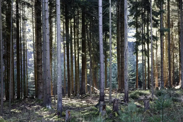 Framed Print : Coniferous forest Framed Print : Coniferous forest