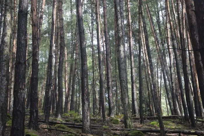 Framed Print : Coniferous forest