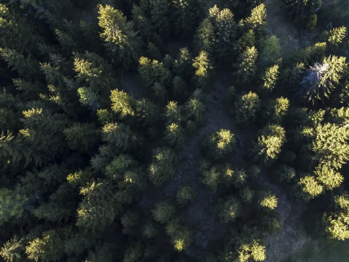 Framed Print : Coniferous forest from above, aerial view