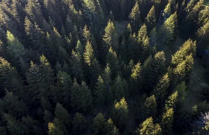 Framed Print : Coniferous forest from above, aerial view Framed Print : Coniferous forest from above, aerial view